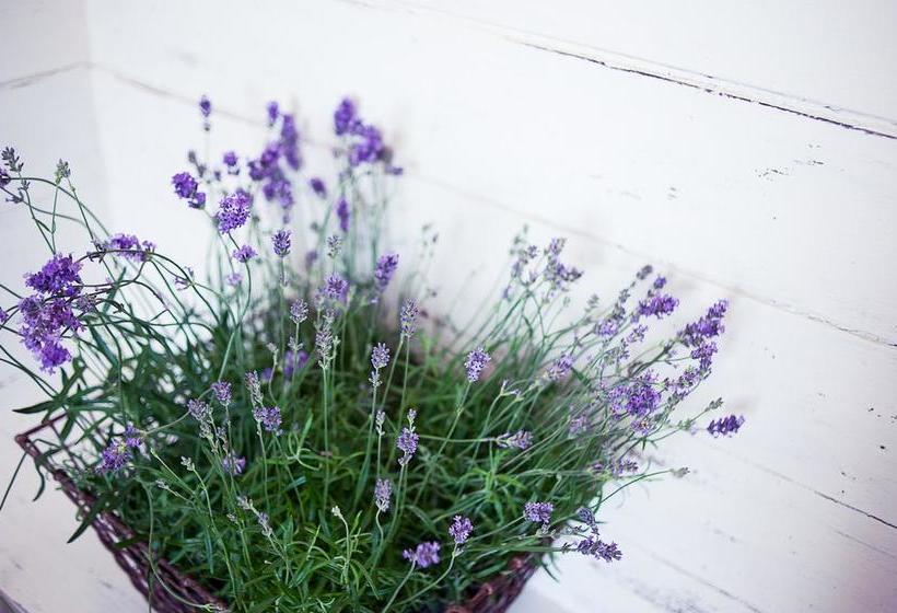 Hotel The St Mawes 13