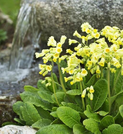 Bed and Breakfast Copper Meadow 8