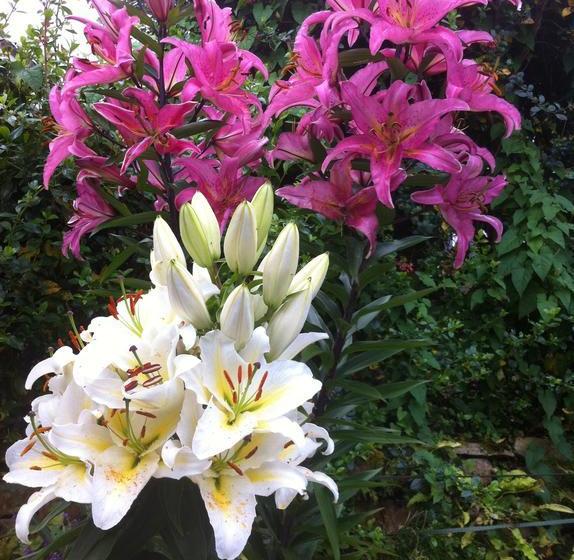 Bed and Breakfast Rathlena 12