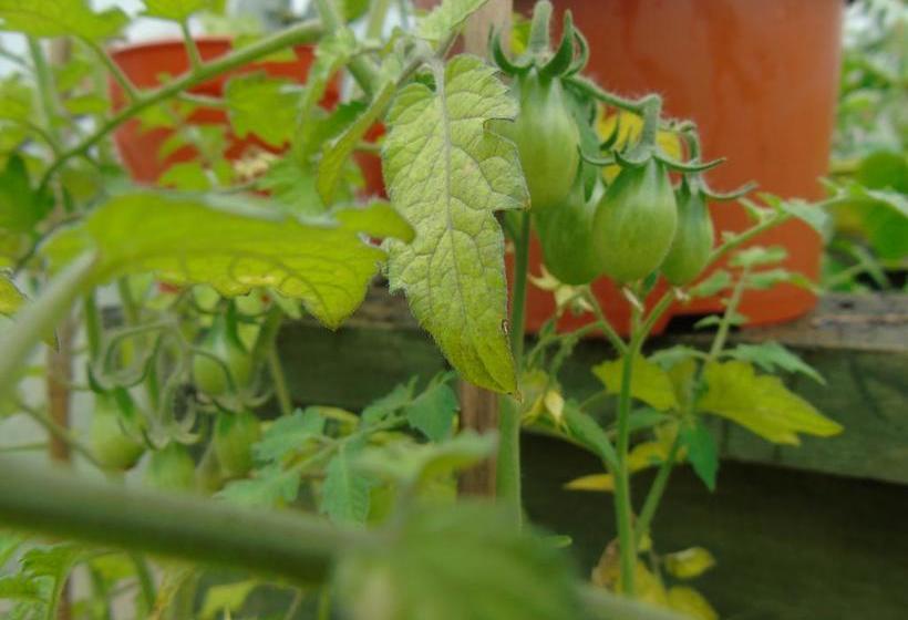 Bed and Breakfast Botanica 19