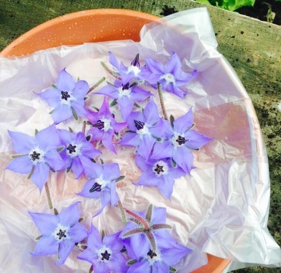 Bed and Breakfast Botanica 20