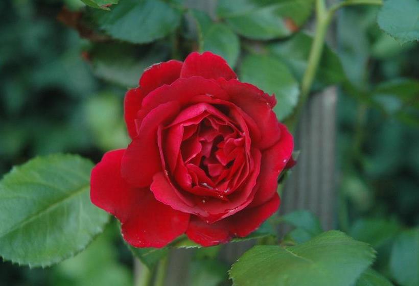 Bed and Breakfast Geranio 6