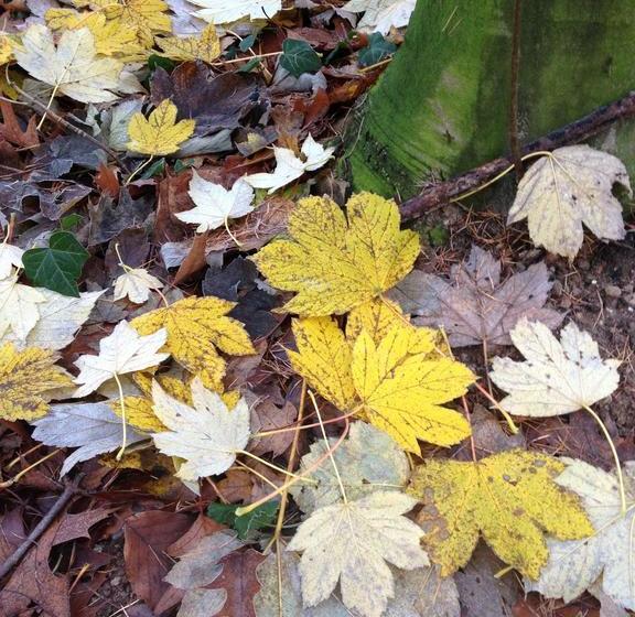 De Wouddroom Bed And Breakfast 15