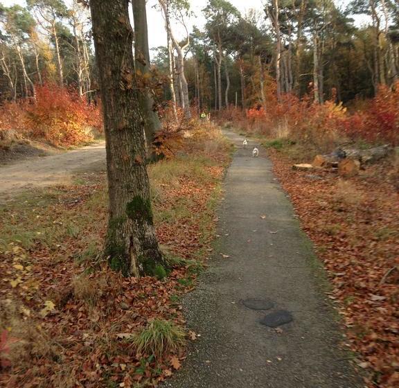 De Wouddroom Bed And Breakfast 16