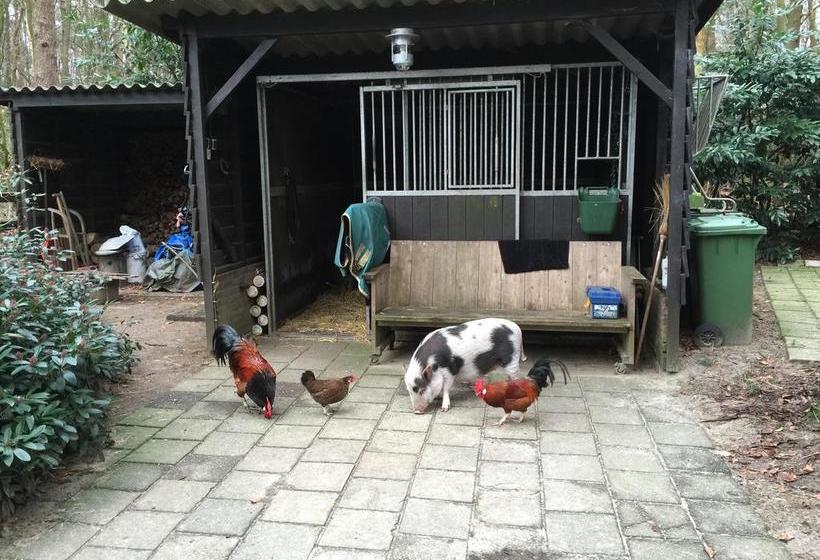 Bed and Breakfast T Huis Ten Boss 5