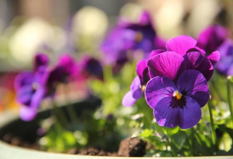 Bed And Breakfast Green Cottage 14