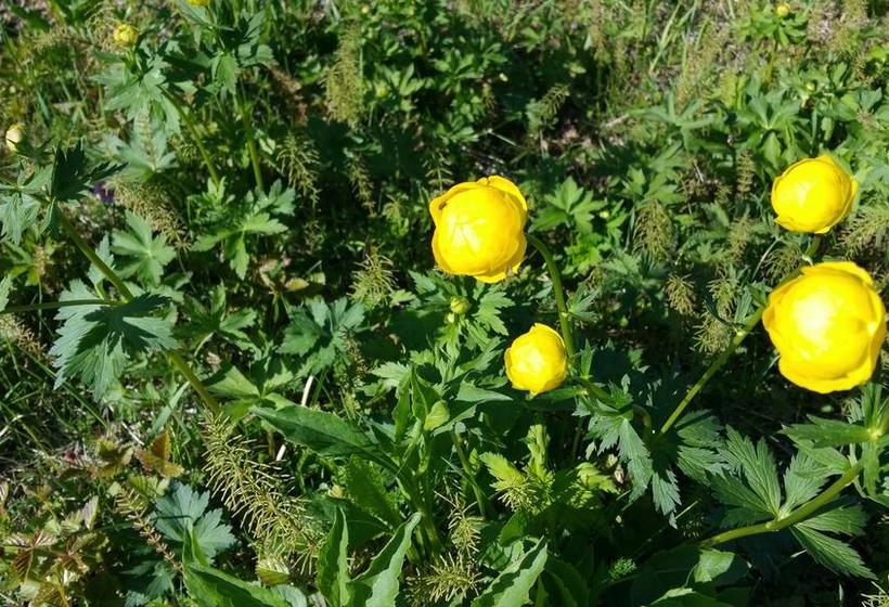 Bed & Breakfast Wanha Autti Camping 16