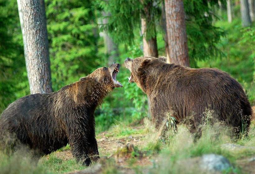 Hossan Lomakeskus 16