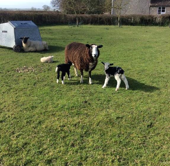 Bed and Breakfast Poplar Farm 3