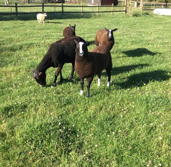 Bed and Breakfast Poplar Farm 5