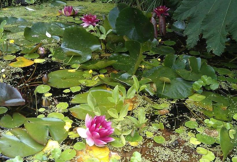 Family Room Bed & Breakfast 13