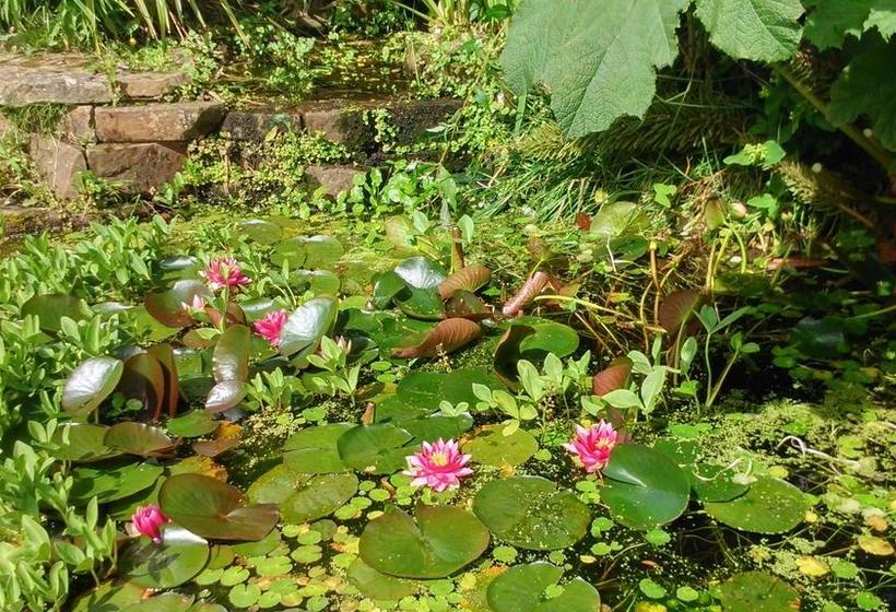 Family Room Bed & Breakfast 19