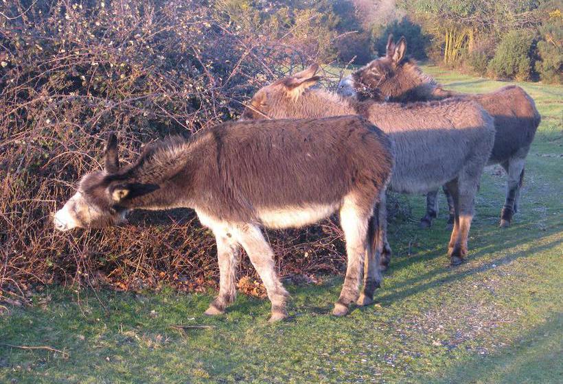 Bed and Breakfast Whitemoor House 15