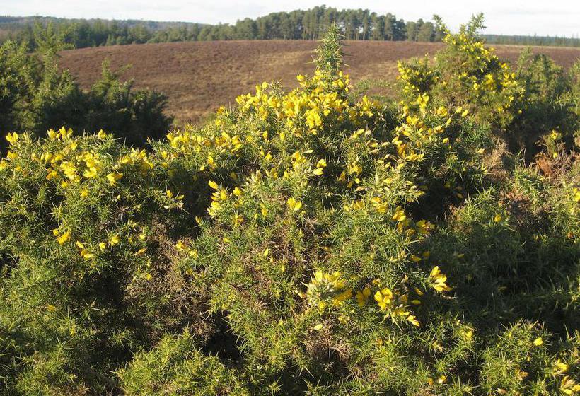 Bed and Breakfast Whitemoor House 16