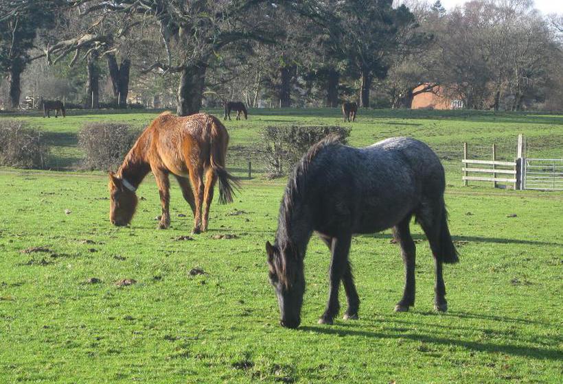 Bed and Breakfast Whitemoor House 19