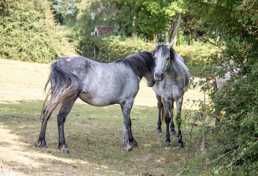 Bed and Breakfast Whitemoor House 3