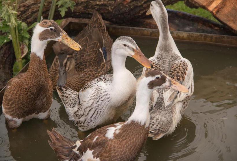 Bed and Breakfast Whitemoor House 4