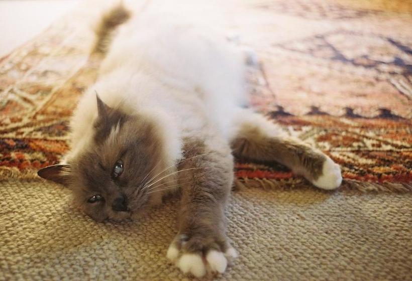 Bed and Breakfast Tudor Cottage Frampton 16