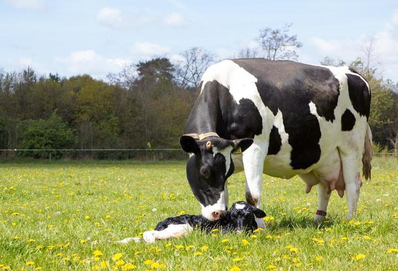 Biotel Achterhoek 11