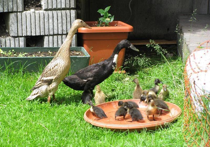 Bed and Breakfast Klausenhof 2