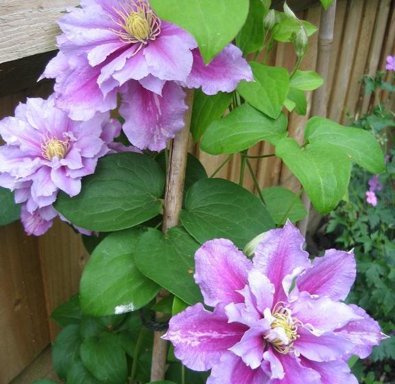 Cherry Tree Bed & Breakfast 12