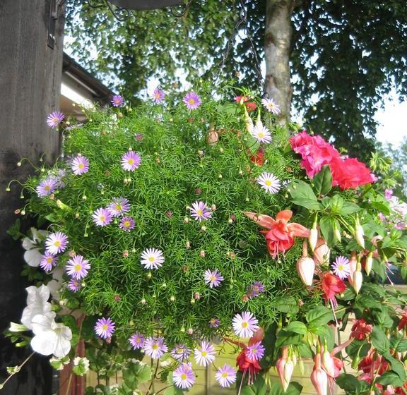 Cherry Tree Bed & Breakfast 13