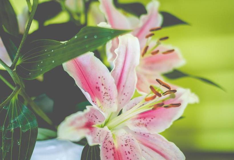 Bed & Breakfast Treveader House 1