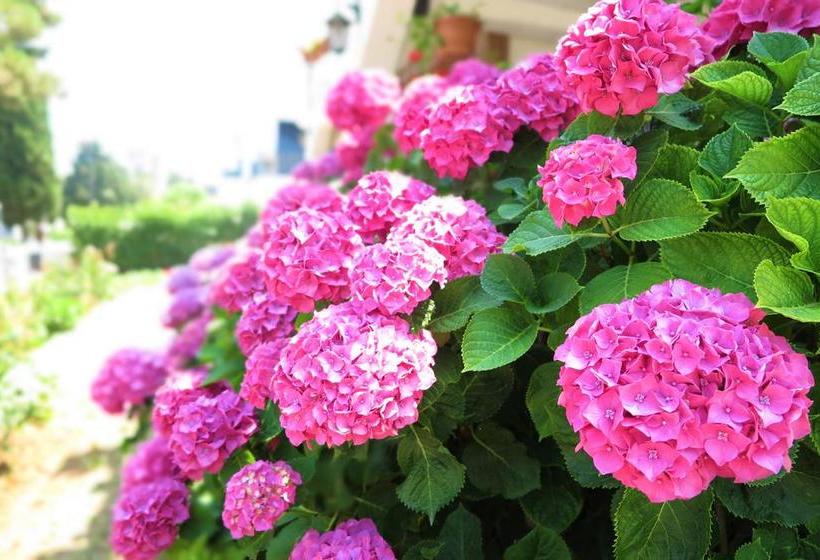 Hotel Villa Matohanca