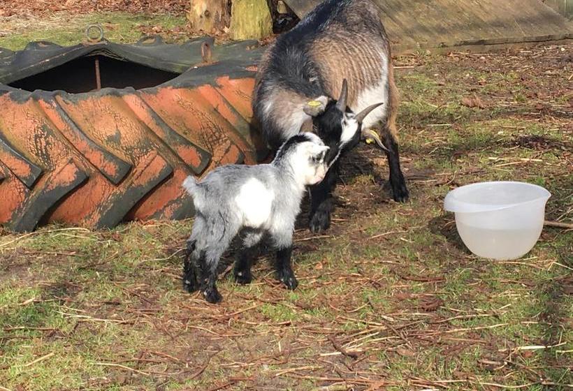 Hotel Hestkær Family Rooms 18