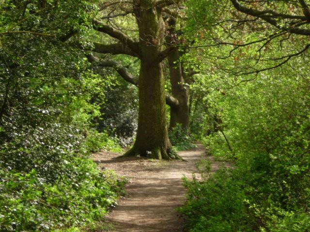 Forest Lodge Bed And Breakfast 8