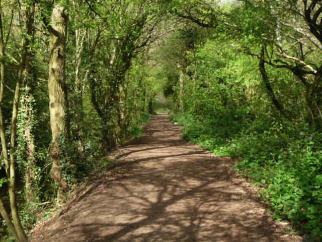 Forest Lodge Bed And Breakfast 9
