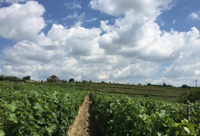 Bed and Breakfast Golden Wine House