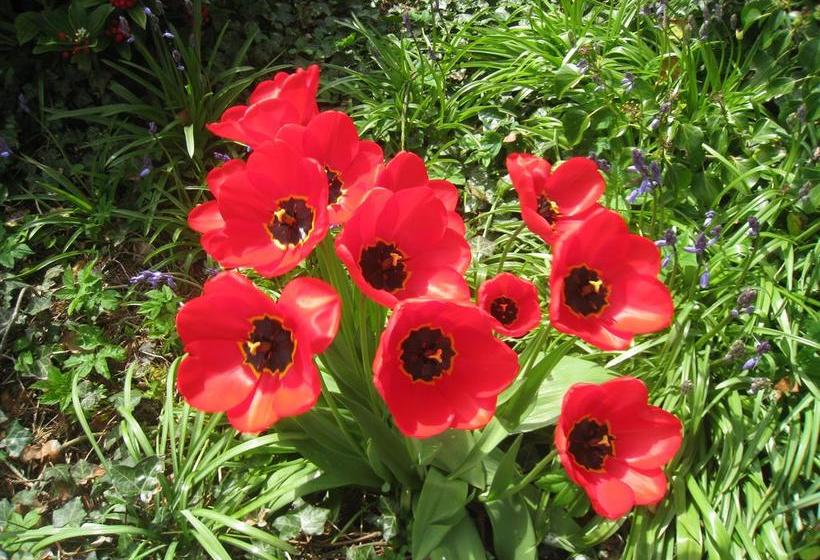 Shola Coach House B&b 14