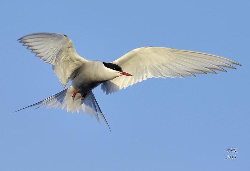 Hotel Hótel Kría 20