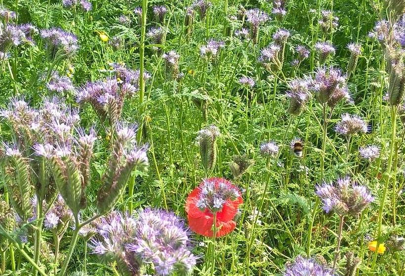 Bed and Breakfast Antonius Hoeve