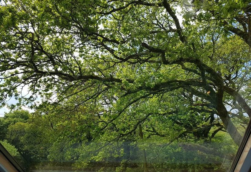 Pension (Hôtel basse catégorie) Meadow Oak 13