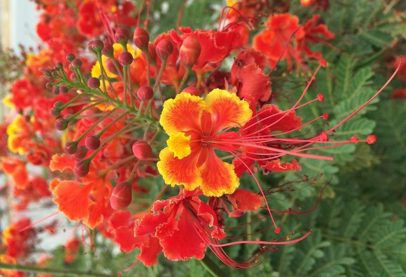 Hotel Plaza Loreto  Centro Historico  | Loreto | Baja California Sur | México 11