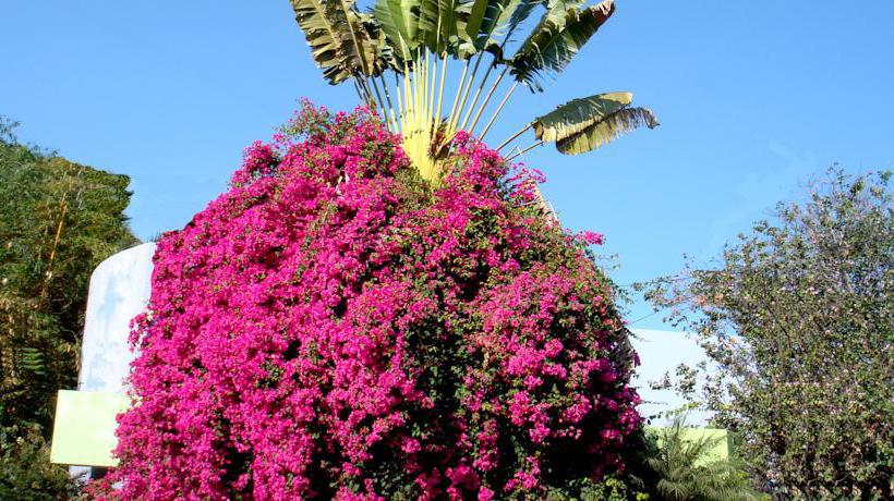 Suites Costa Dorada  | Bucerias | Nayarit | México 10