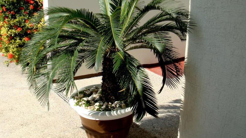 Suites Costa Dorada  | Bucerias | Nayarit | México 17