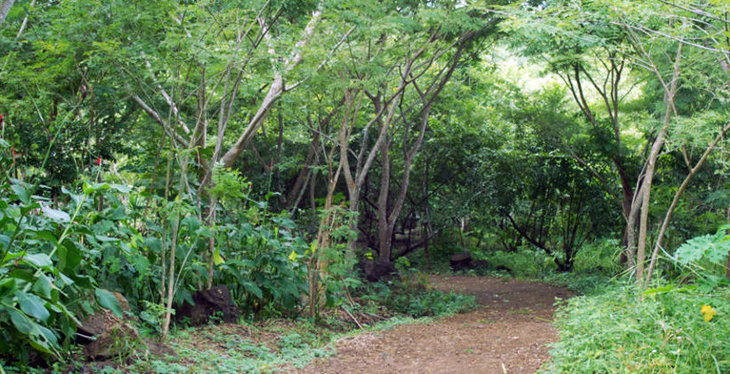 Hotel Gaia Paraiso Cabañas Ecológicas  | San Andres Tuxtla | Veracruz | México 2