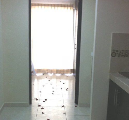 Hotel & Suites Domani  | Progreso | Yucatan | México 2