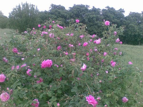 Hôtel Dar Timitar  | El Kelaa des Mgouna | Ouarzazate | Hôtels au Maroc 16