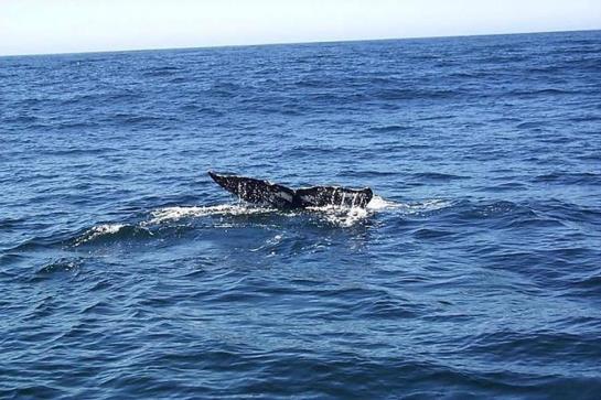 Hotel Holiday Inn Express Fort Bragg  | Fort Bragg | California | United States 8