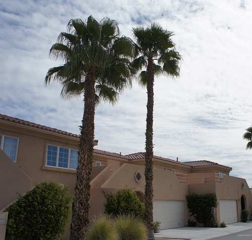 Raintree's Cimarron Golf Resort Palm Springs  | Cathedral City | California | United States 8