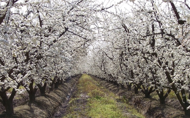 Hotel Holiday Inn Fresno-Airport  | Fresno | California | United States 19