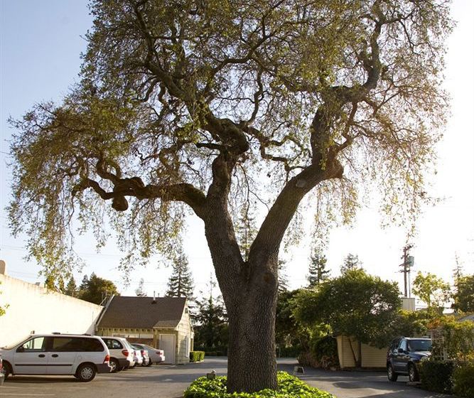 Hotel Red Cottage Inn & Suites  | Menlo Park | California | United States 1