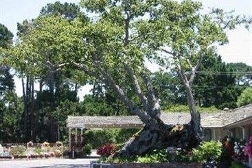 Hotel Padre Oaks  | Monterey | California | United States 5