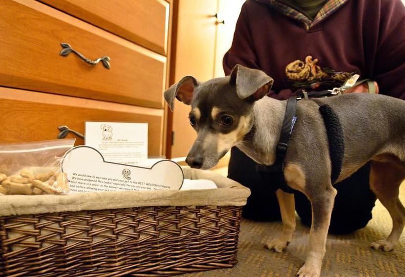 Hotel Best Western El Rancho  | Morro Bay | California | United States 14