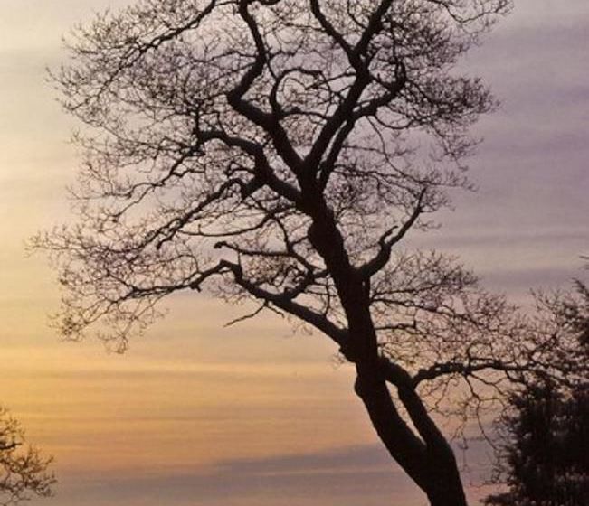 Hotel Days Inn Willows   | Willows | California | United States 15