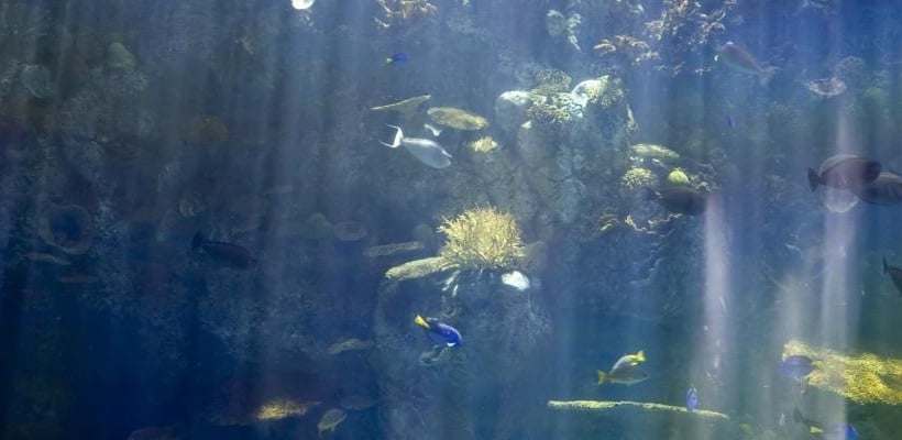 Hotel Intercontinental San Francisco  | San Francisco | California | United States 11